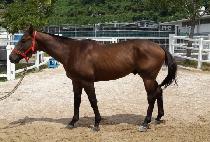 Ƽ��� (TISABULL) ����