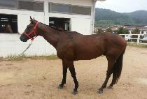 �������� (DONGGEUP JEWANG) ����