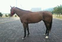 �����̵�ĸƾ (PRIDE CAPTAIN) ����