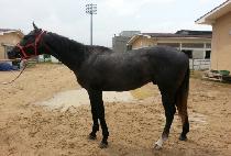 ���������� (YEONGGWANGUI JEGUK) ����