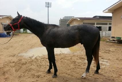 ���������� ����