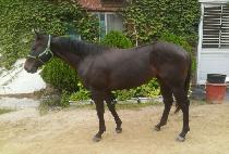 ����Ʈ����� (GHOST MADRONE) ����