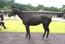 ����Ƽ�� (MIGHTY HIM) ����