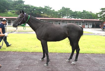 ����Ƽ�� ����