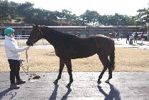 �ְ��Ƿ� (CHOEGANG SCHILLER) ����