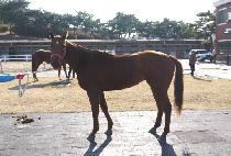 ������� (BEONGAE YONGSA) ����