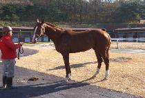 Ŭ������Ÿ (CLEAN UP STAR) ����