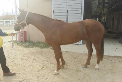 �������屺 ����