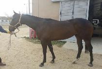 ���̽�õ�� (ACE CHEONBOK) ����