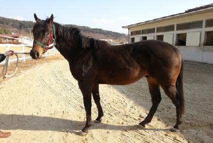 ������ ����