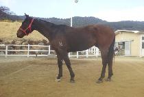 ����Ʈ��ŷ (NAMDO TRACK KING) ����