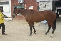 ������� (GUMPO DAESEUNG) ����