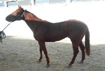 �泲��ȭ (GYEONGNAM SINHWA) ����