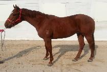 ���ڶ�è�� (STELLAR CHAMP) ����