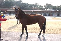 ��ĸƾ (WAR CAPTAIN) ����