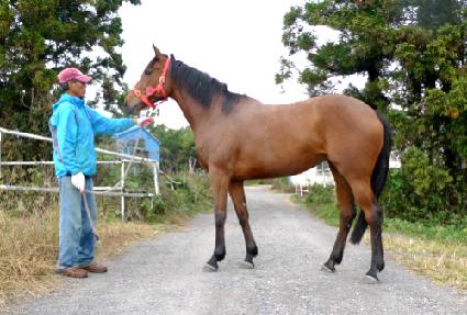 ��Ʈ�극�巡�� ����