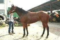 CANDACE GOLD picture