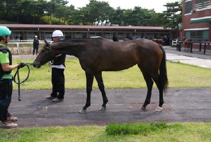 ����Ƽ�� ����