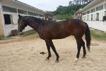 �����Ƹ޸�ĭ (SHARP AMERICAN) ����