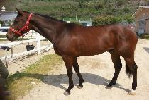 ��ǳ�ְ� (POKPUNG CHOEGANG) ����