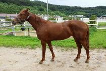 ��ٽ�Ÿ (SAMBA STAR) ����