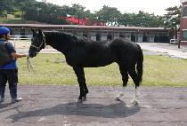 ���η��̼� (PRO RACER) ����