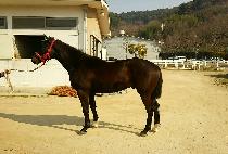 �ŷµ�� (MAERYEOK DEONGEORI) ����