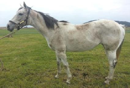 ������������ ����