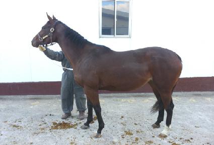 ����̷��� ����