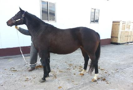 ����Ʋ�� ����