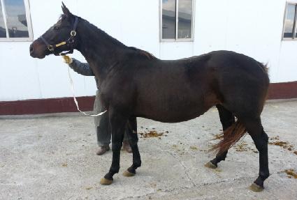 ��Ĺ ����