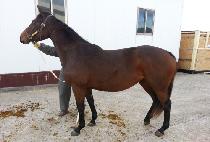 WORLD CLASSⅡ picture