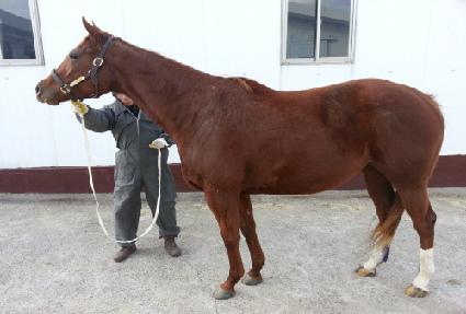 �Ҹ�ġ�� ����