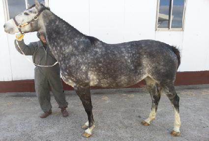 �׸����� ����