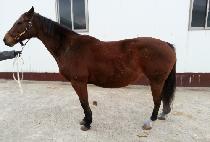 �ϵ������Ͻ� (HARD AS NAILS) ����