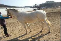 �ƻ�Ƽ (ASANTI) ����