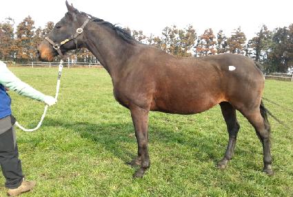 ���н�Ʈ ����