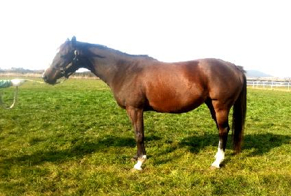 �߶��ڽ�����Ƽ�� ����