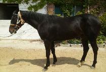 ��ٸ����� (BAEDARI MONSTER) ����