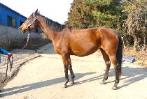 ������ (RAMATUELLE) ����