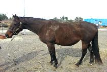 DEE DEE'S WILDCAT picture