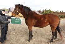 LADY HOKULEA picture