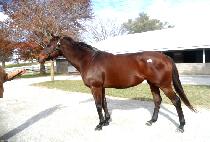 ���������� (PRINCESS BELLE) ����