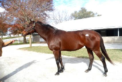 ���������� ����