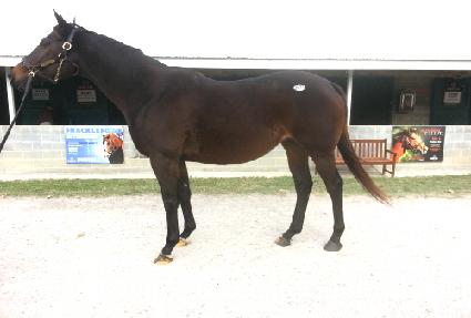 ��������Ƽ�� ����