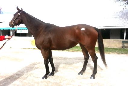 ����Ʈ���̾� ����