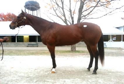 �Ҹ��������̵� ����