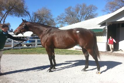 ����Ƽ�� ����