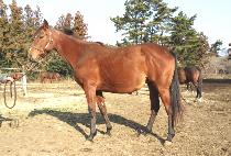 Ŭ�η��ʶ� (CLOROFILA) ����