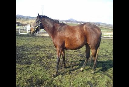 ����� ����